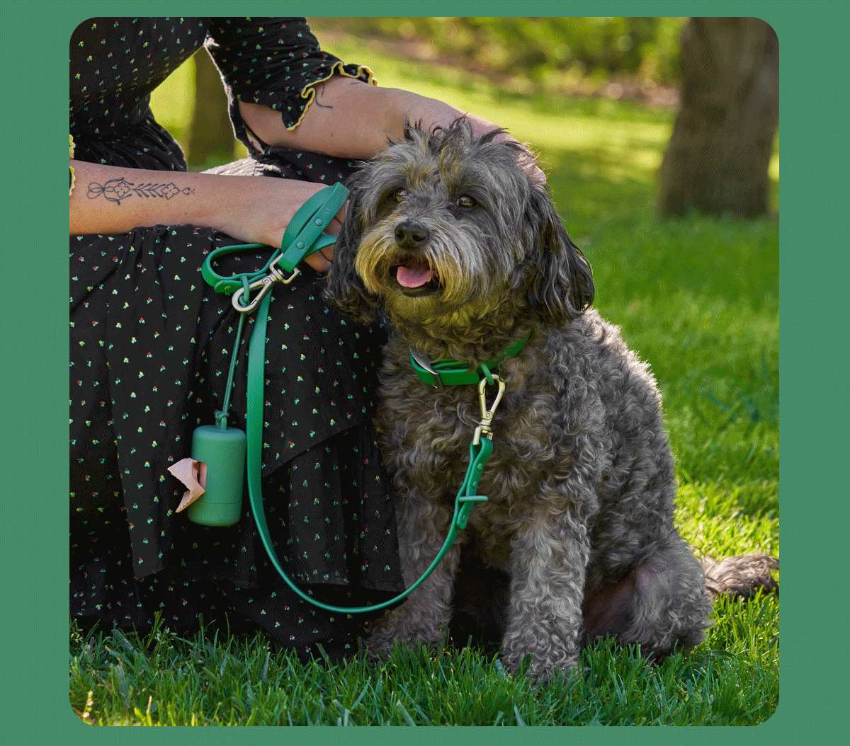 dogs in green harnesses and collars