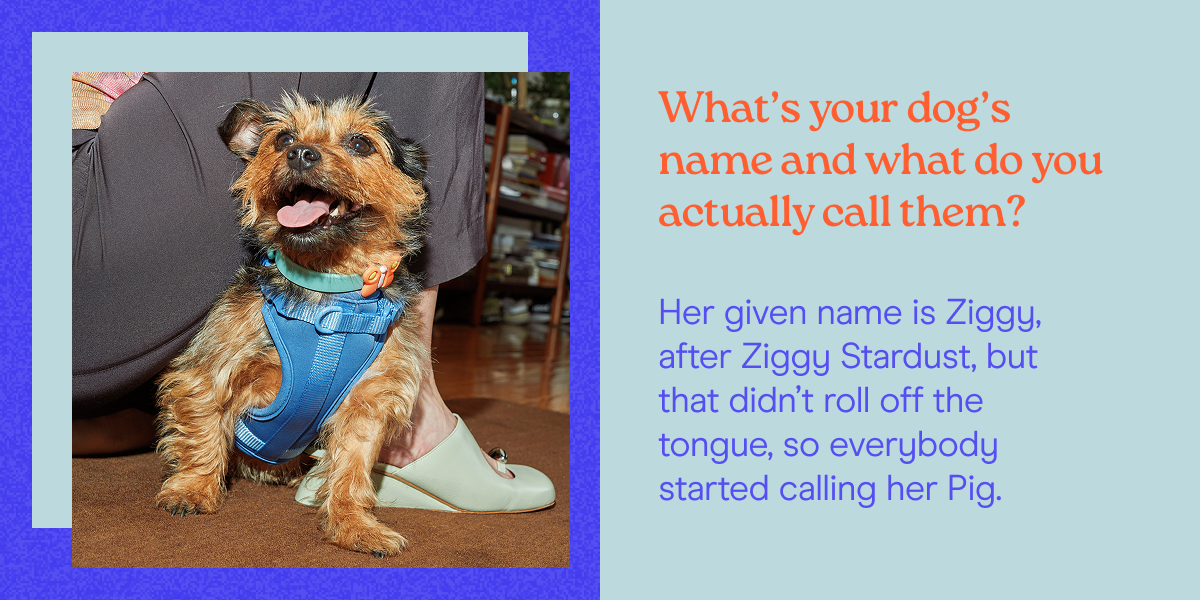 What's your dog's name and what do you actually call them? Her given name is Ziggy, after Ziggy Stardust, but that didn't roll off the tongue, so everybody started calling her Pig. 