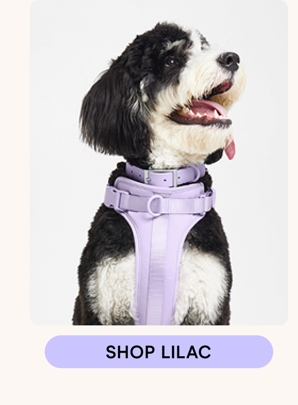 shop lilac