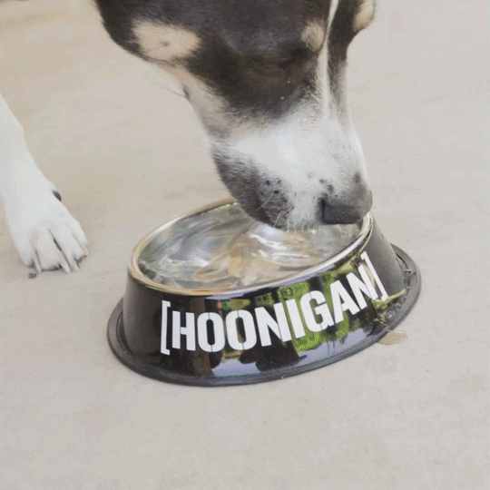 DOG GEAR