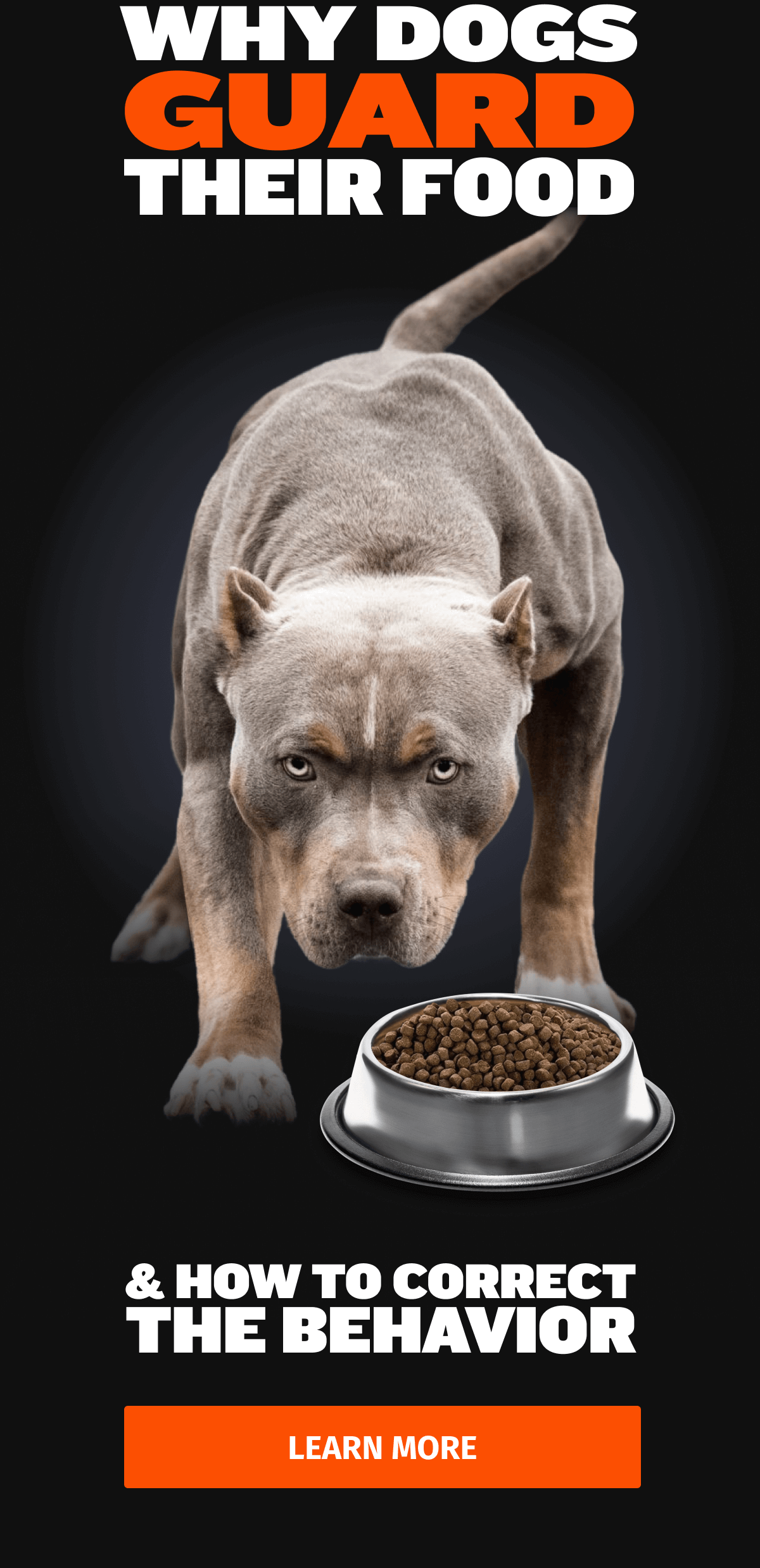 Dog always on guard duty with their food bowl? Bully Max