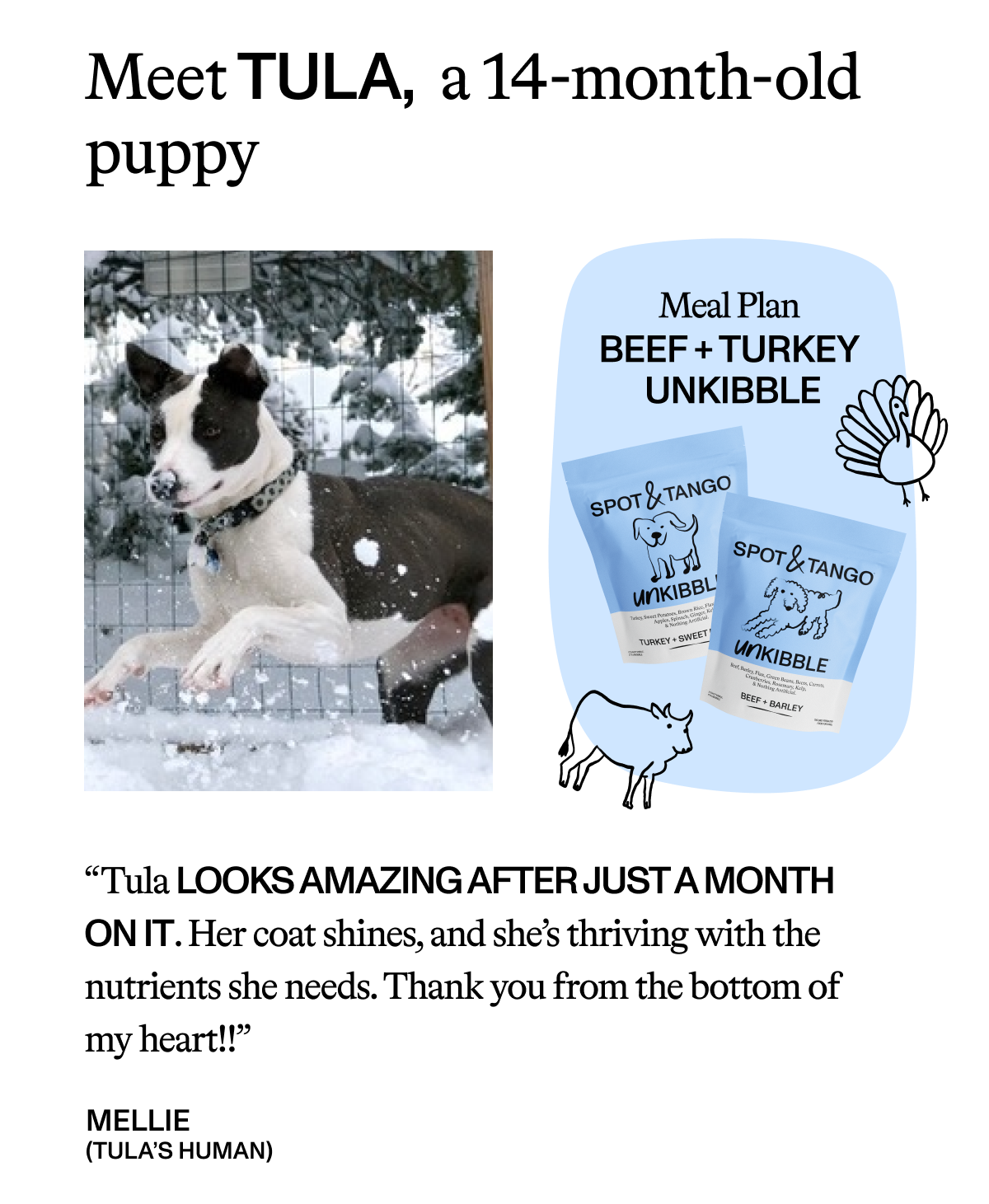 Meet Tula, a 14 month old puppy. 