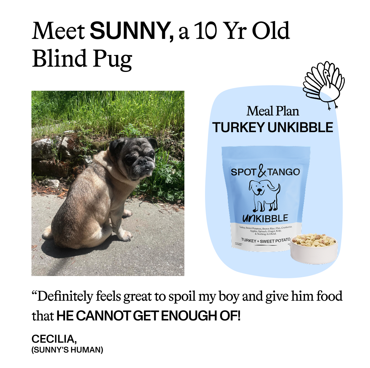 Meet Sunny, a 10 Yr Old Blind Pug