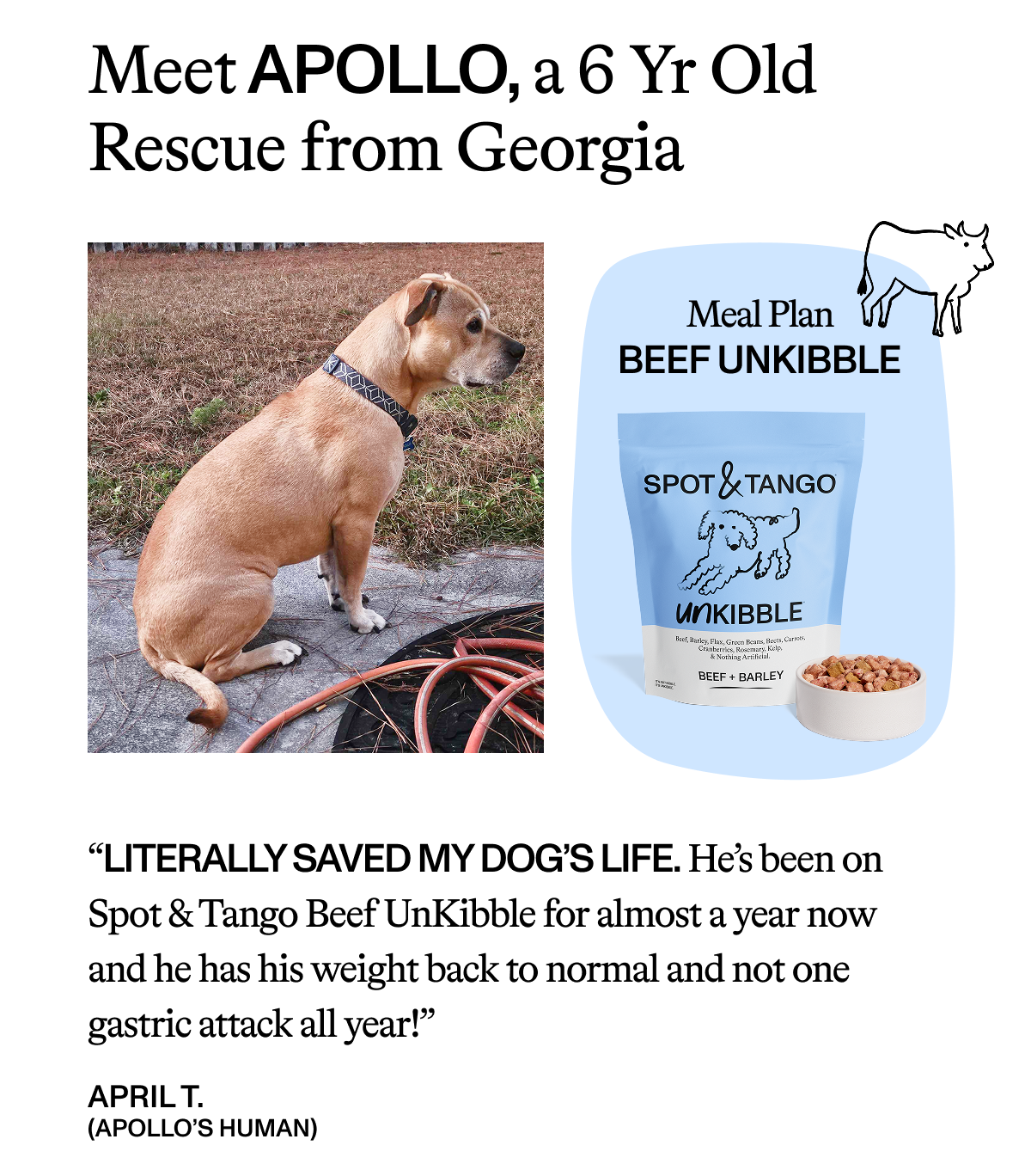 Meet Apollo, A 6r Old Rescue from Georgia