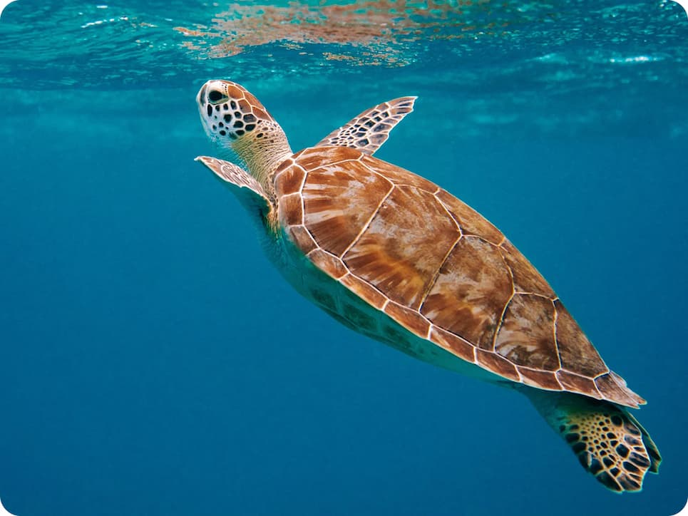 corporate responsibility