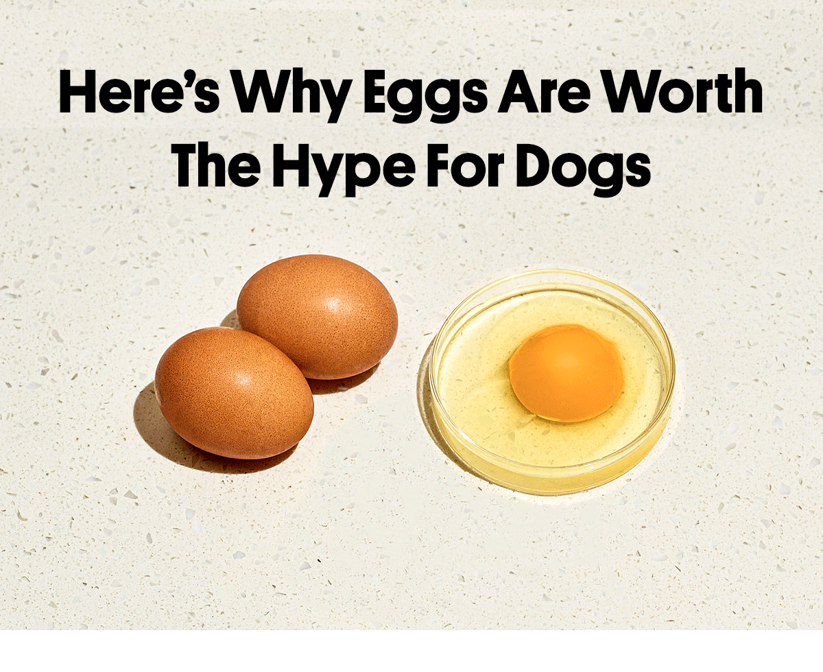 How Eggs Can Benefit Your Dog Sundays for Dogs