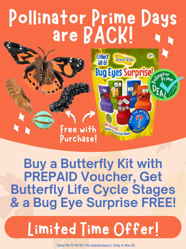 Get a FREE Blind Bag and Life Cycle Stages! Insect Lore