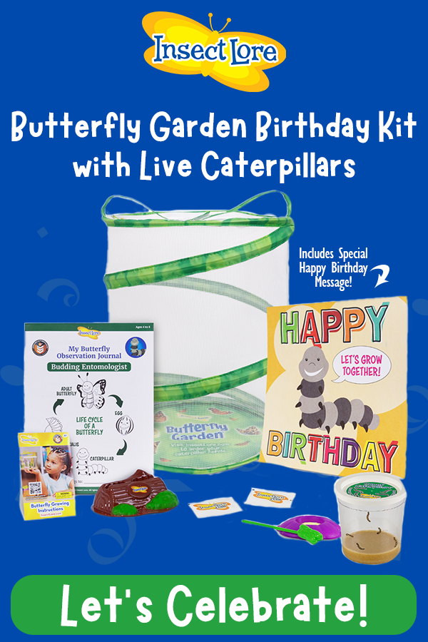 It's a Butterfly Birthday! 🥳 Insect Lore