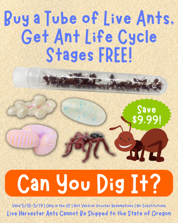 SAVE 9.99 With FREE Ant Life Cycle Stages! Insect Lore