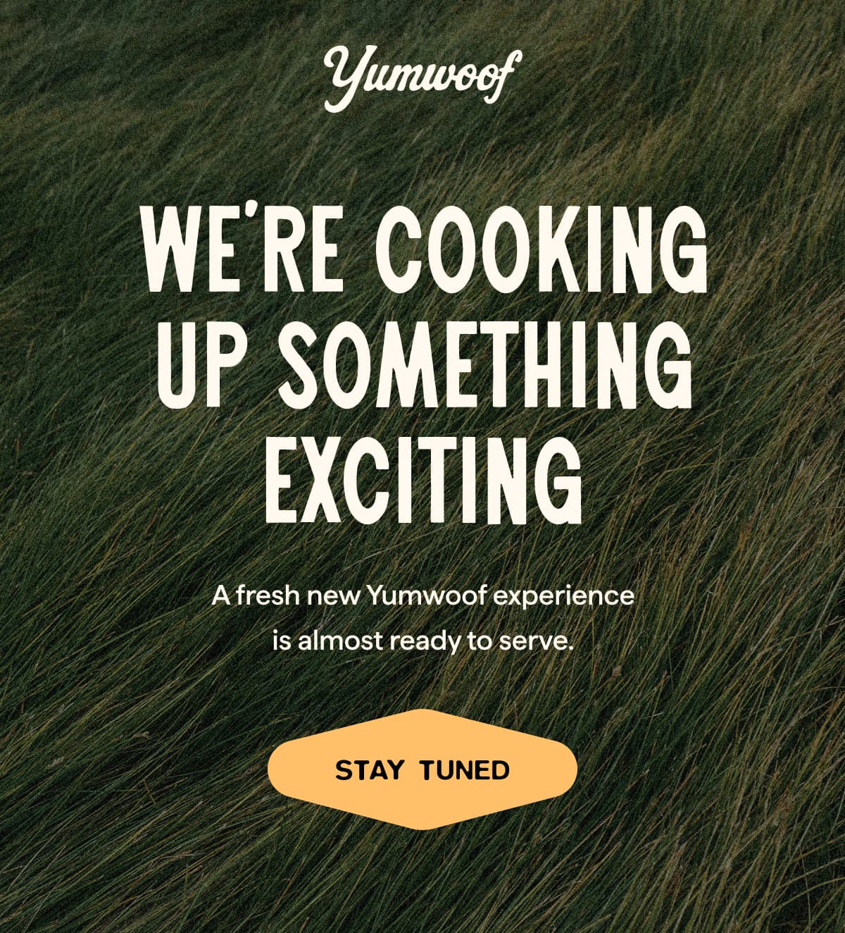 Yumwoof | We’re Cooking Up Something Exciting | A fresh new Yumwoof experience is almost ready to serve. | STAY TUNED