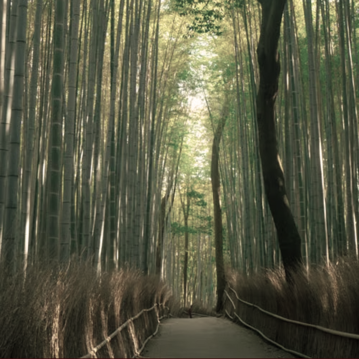 Forêt de bambou d’Arashiyama