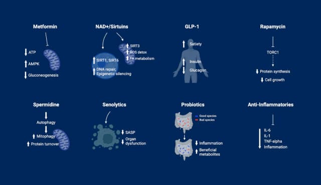 Metformin | NAD+ | GLP_1 | Rapamycin | Spermidine | Senolytics | Probiotics | Anti-Inflammatories