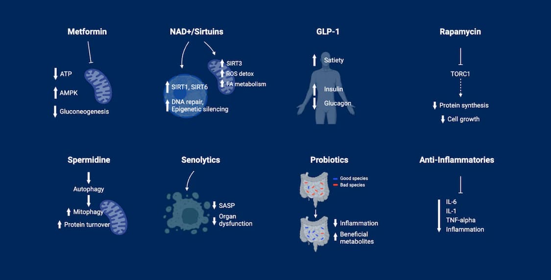 Metformin | NAD+ | GLP_1 | Rapamycin | Spermidine | Senolytics | Probiotics | Anti-Inflammatories