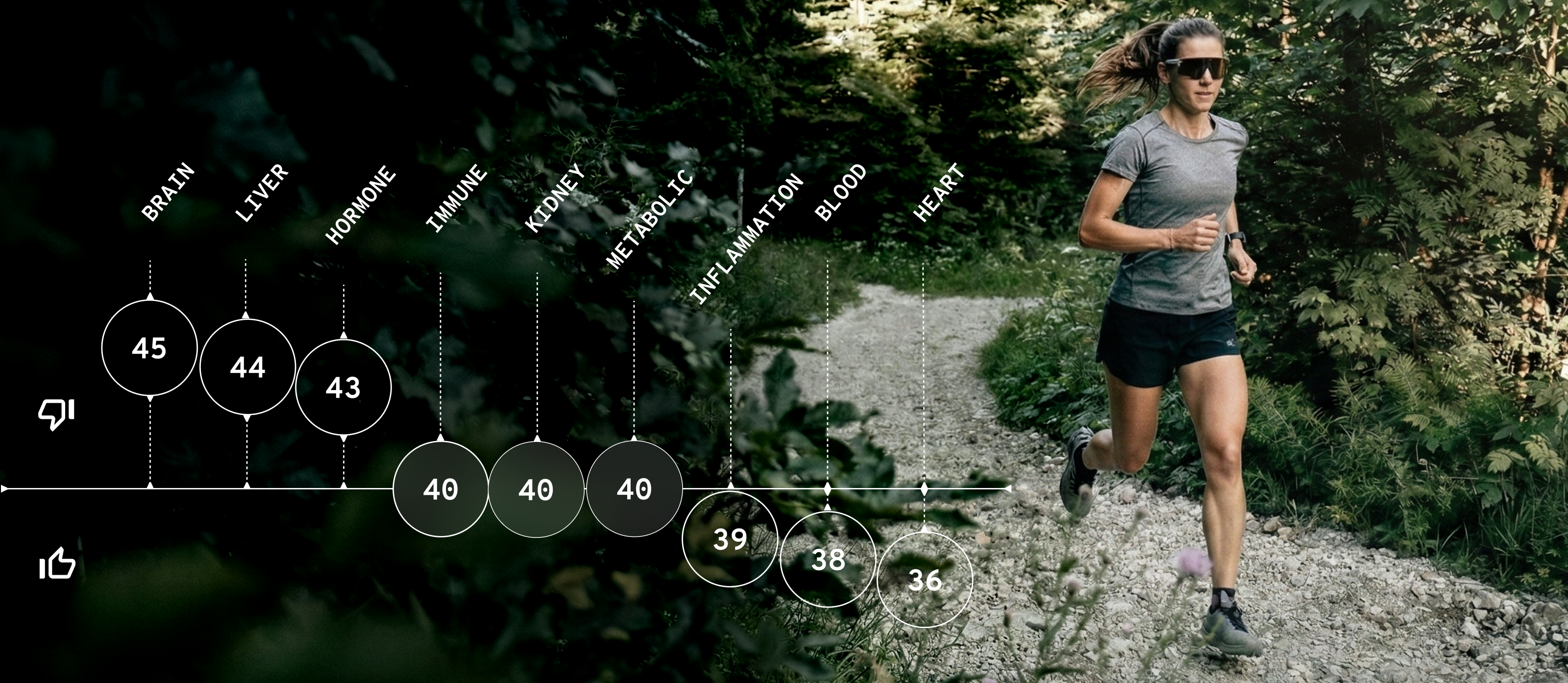 Brain | Liver | HORMONE | Immune | KIDNEY | METABOLIC | INFLAMMATION | BLOOD | HEART