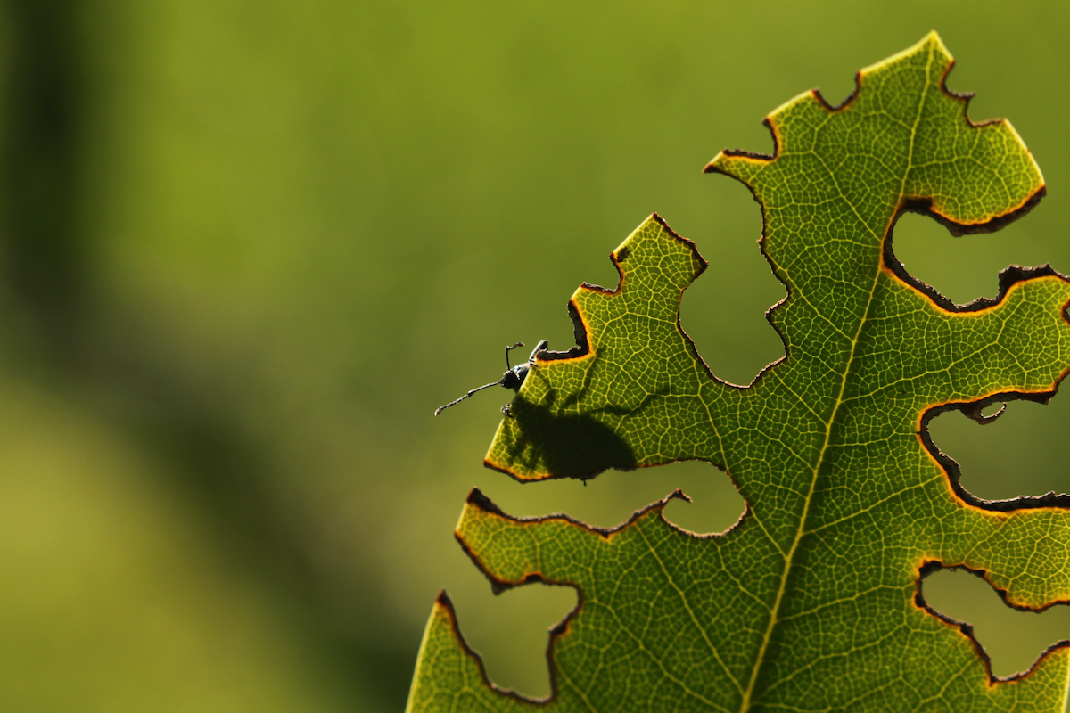 Vine Weevil help