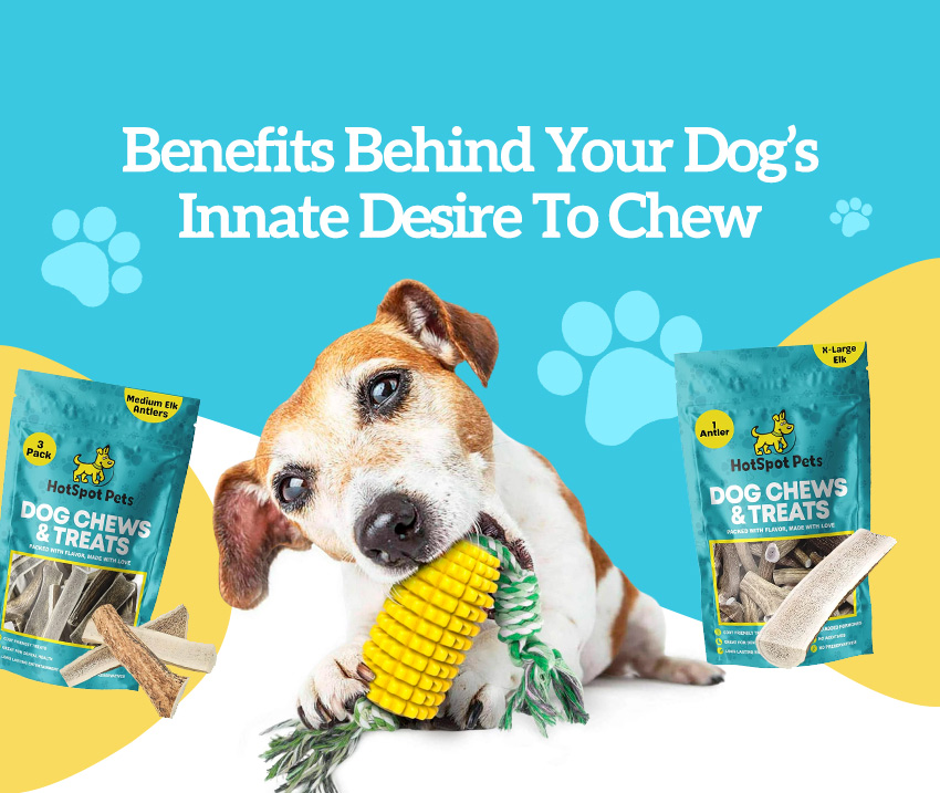 Here's why your dog loves to chew 🐾 HotSpot Pets