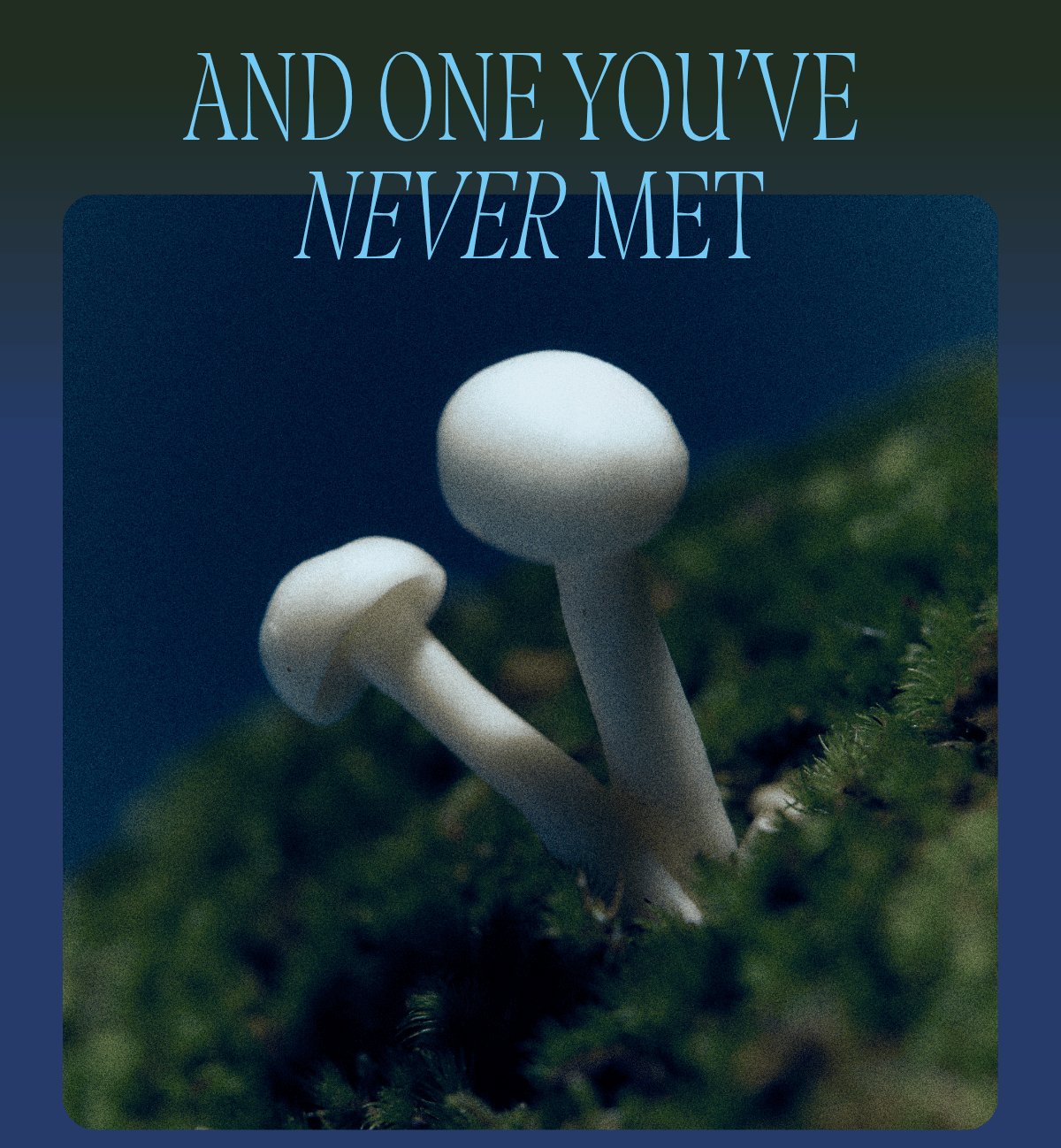 And one you've never met. Two pale glowing mushrooms rising from deep green moss in dim blue light — a hint at the brand-new scent.