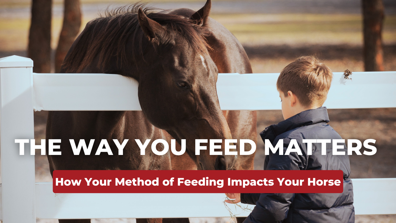 How Do You Feed? Horse Guard