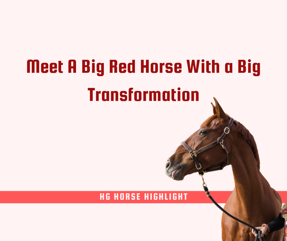 A Big Red HG Transformation from the HG Team Horse Guard