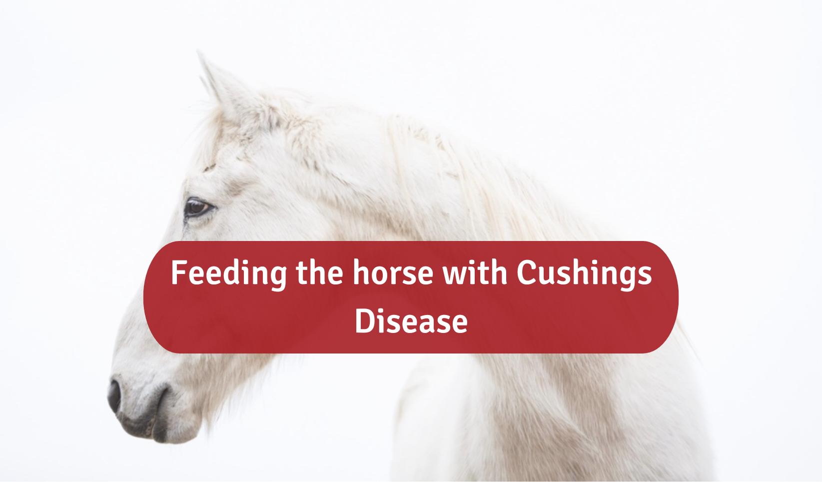 Feeding the horse with Cushings disease Horse Guard