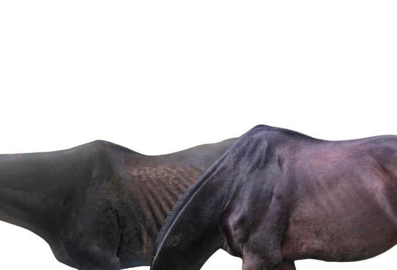 Do You Have One of These? Horse Guard