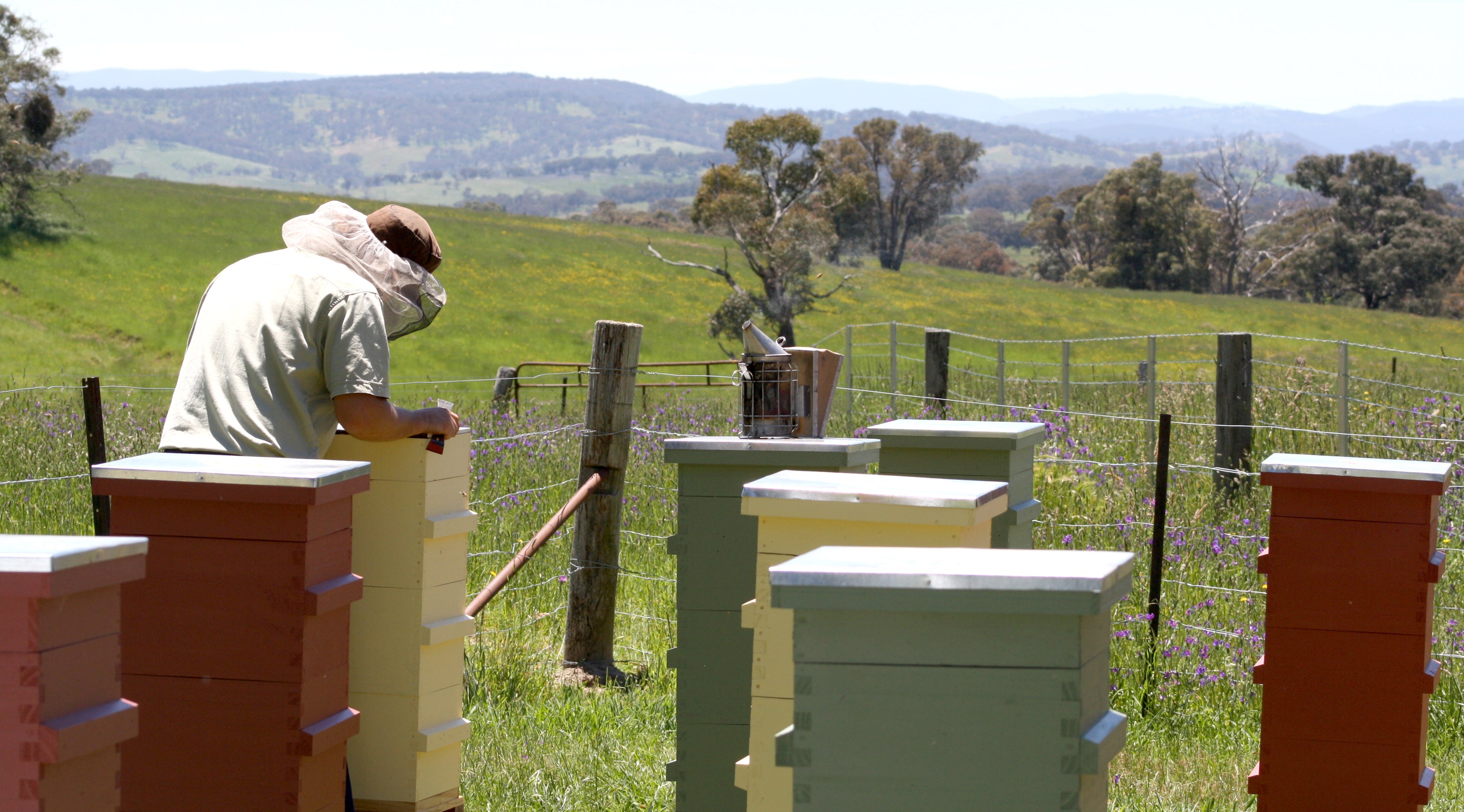 Tim Malfroy in Central Tablelands first apiary