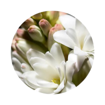 Les Floraux