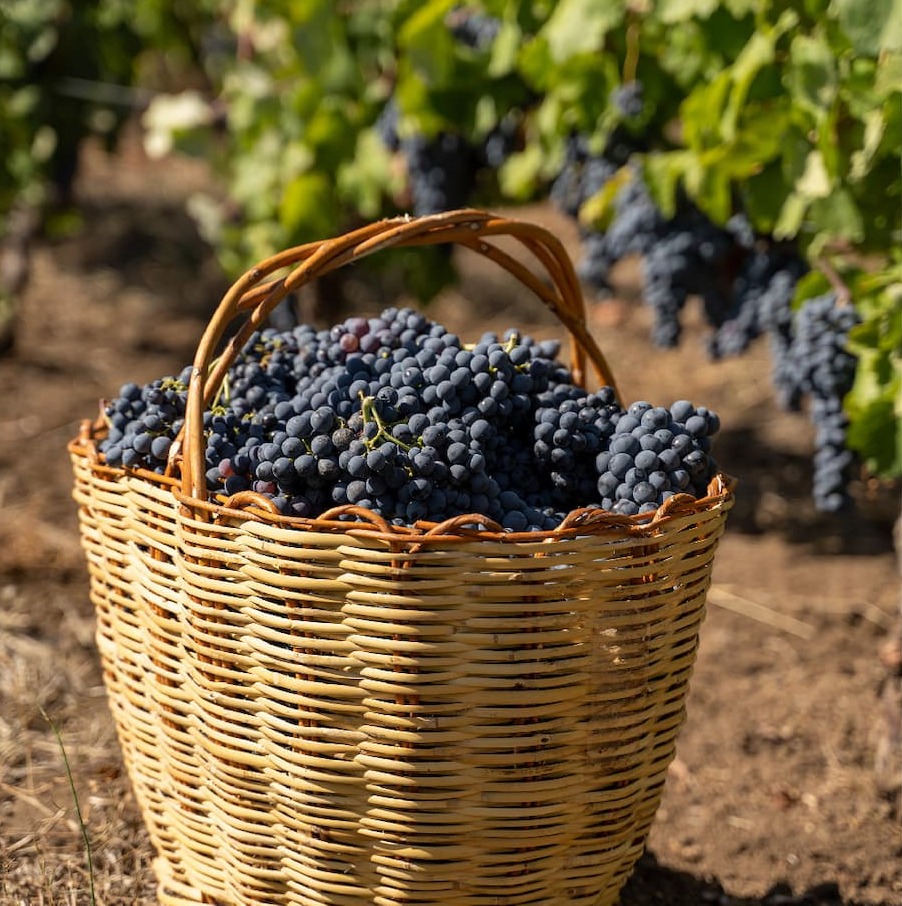 kana ja vein serveeritud