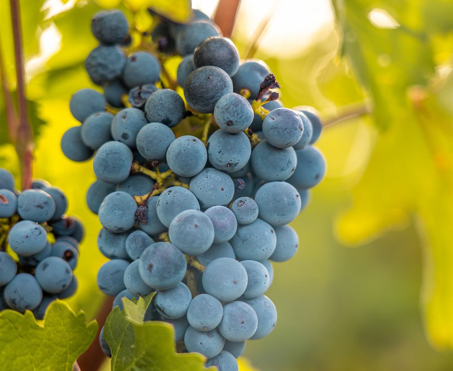 kana ja vein serveeritud