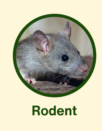 Rodent