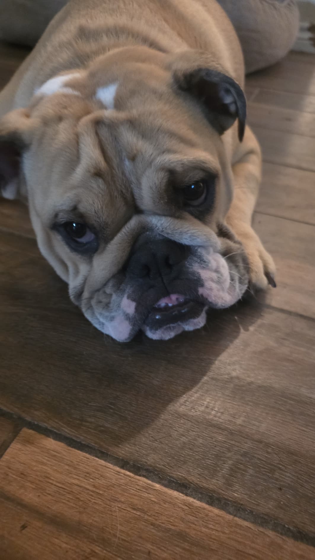 Lola