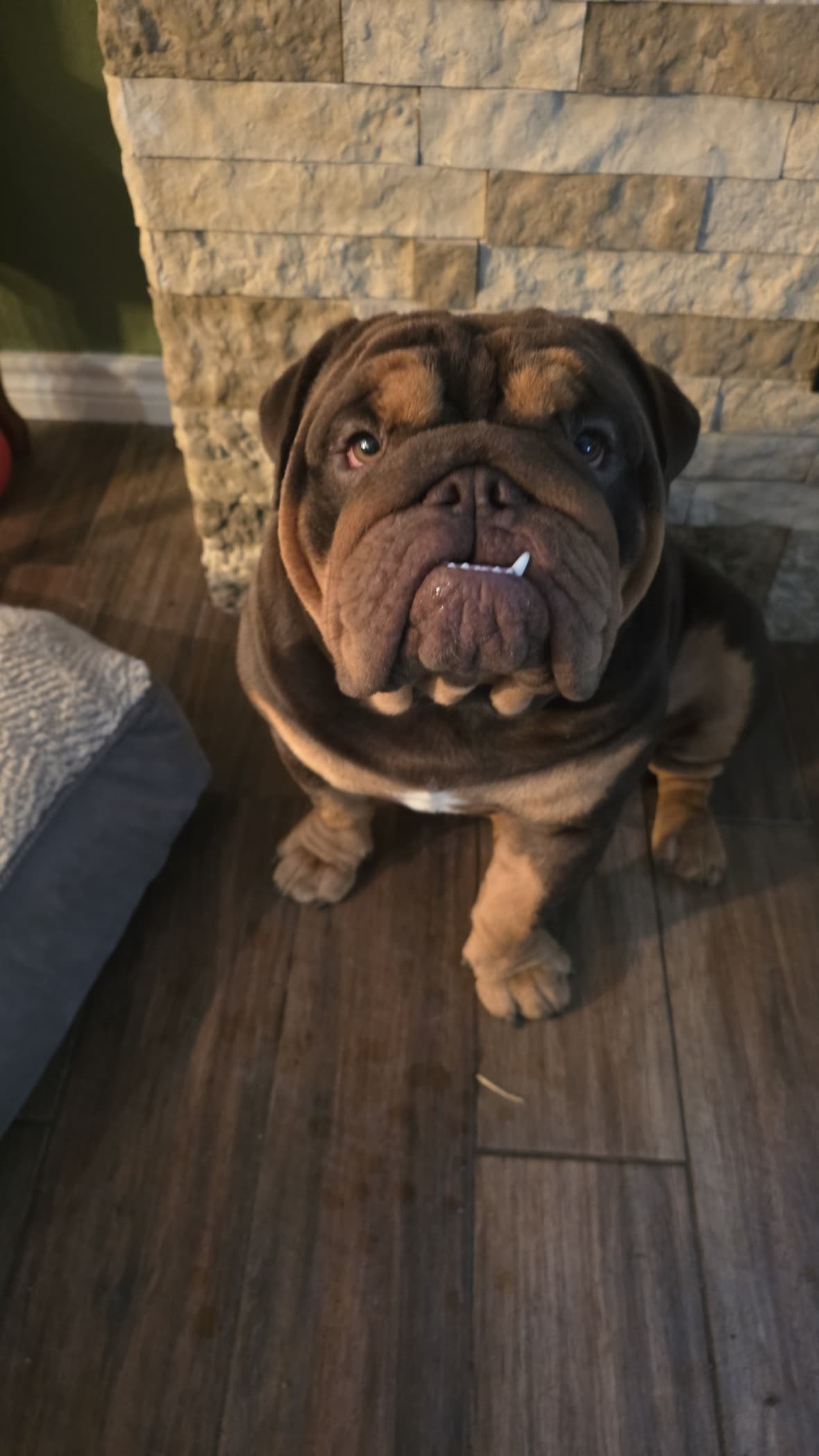 Elvis