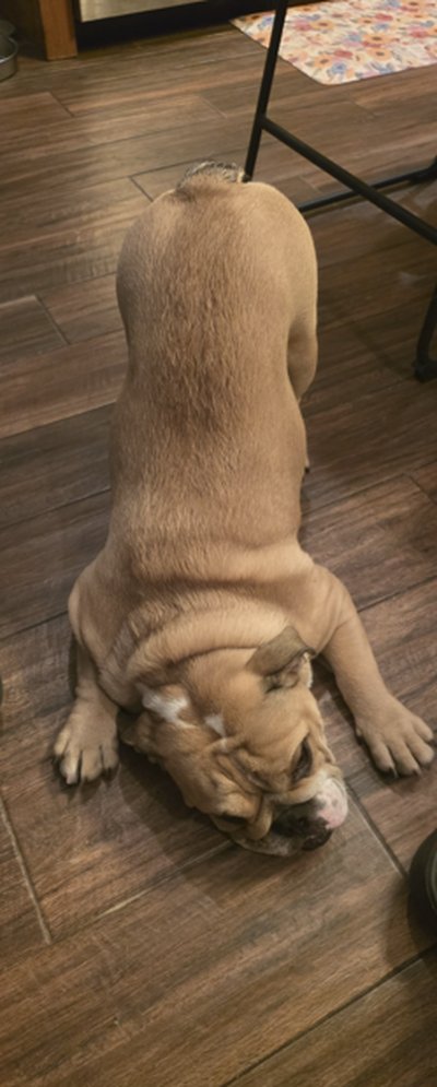 Lola mid-yoga-pose, face down on the floor