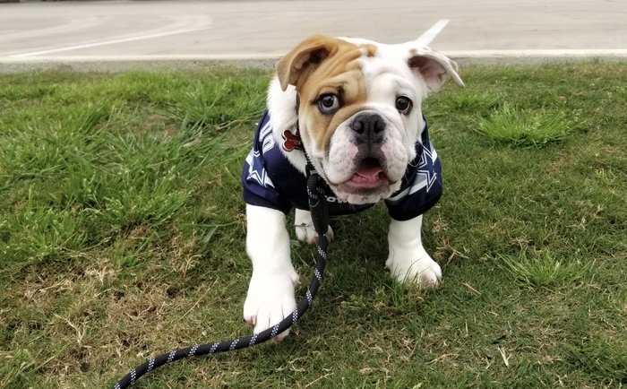 Harley's first road trip, wearing a Cowboys jersey