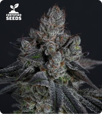 Chem N Candy by Certified Seeds product image