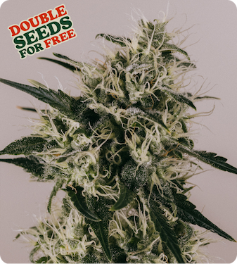 runtz double seeds product image