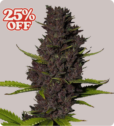 blue dream 25% off product image