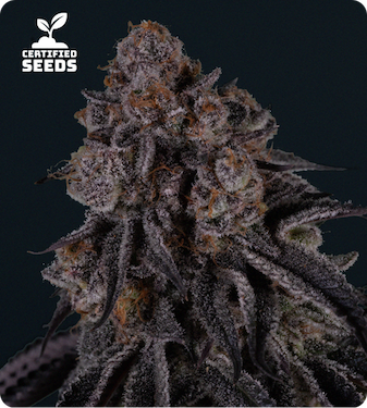 Tokyo Sweet by certified seeds product image