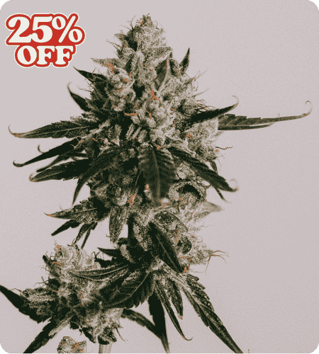 white widow product image