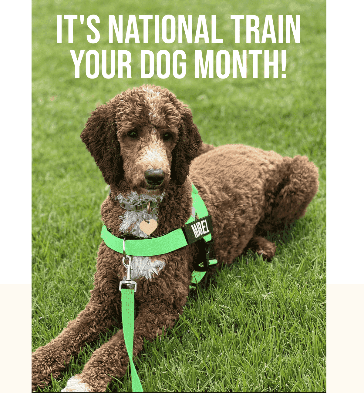 Celebrate National Train Your Dog Month 🦮 Dog Friendly Co