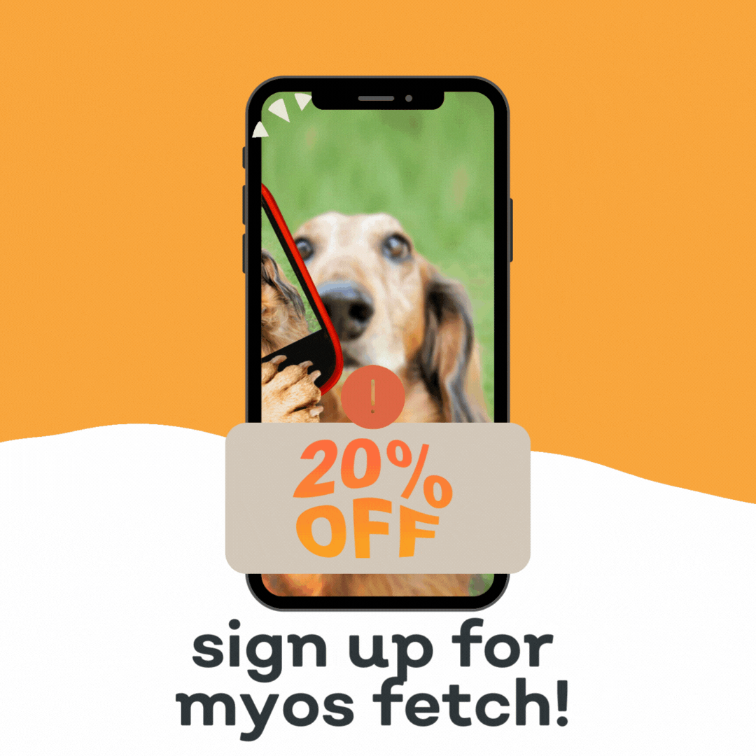 How Do Agility Dogs Maintain their Athletic Edge? MYOS Pet