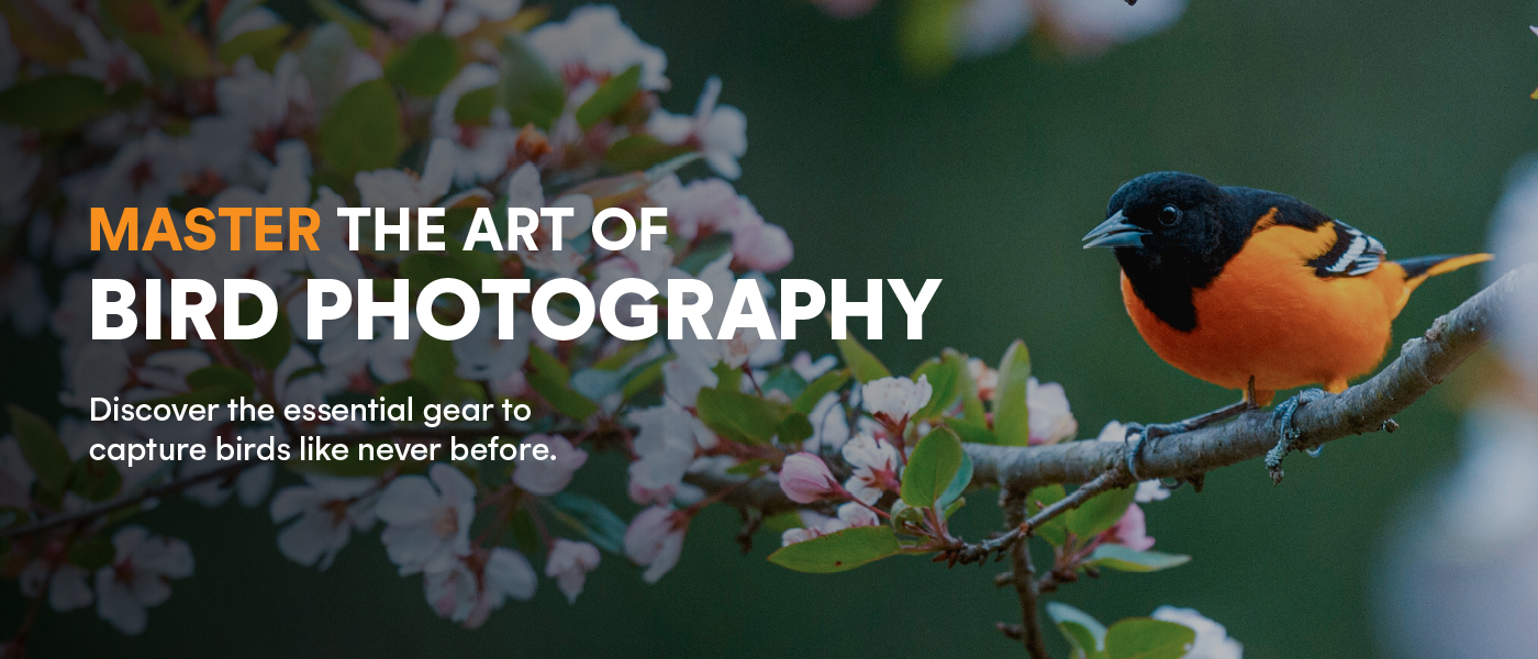 Master the Art of Bird Photography