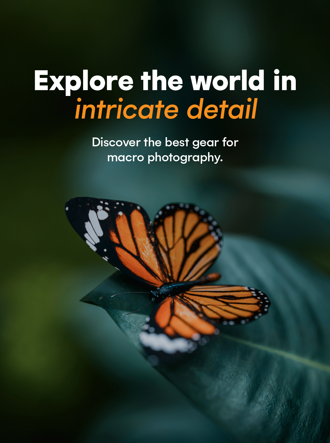 Discover Macro Photography Gear