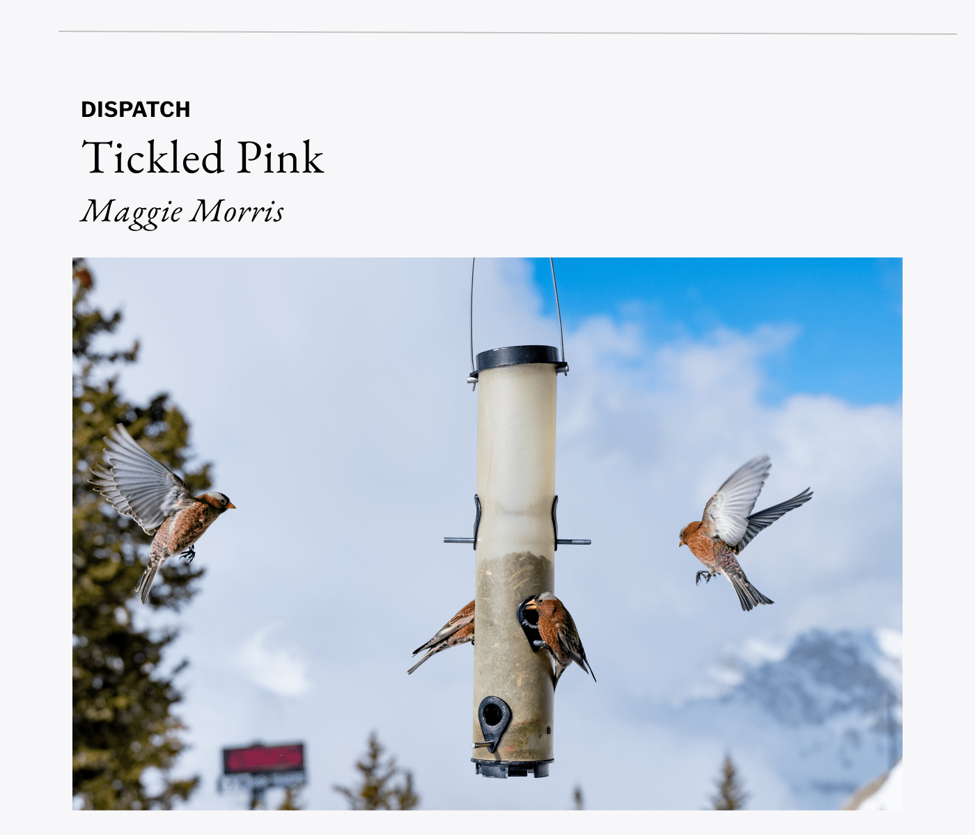 Dispatch - Tickled Pink