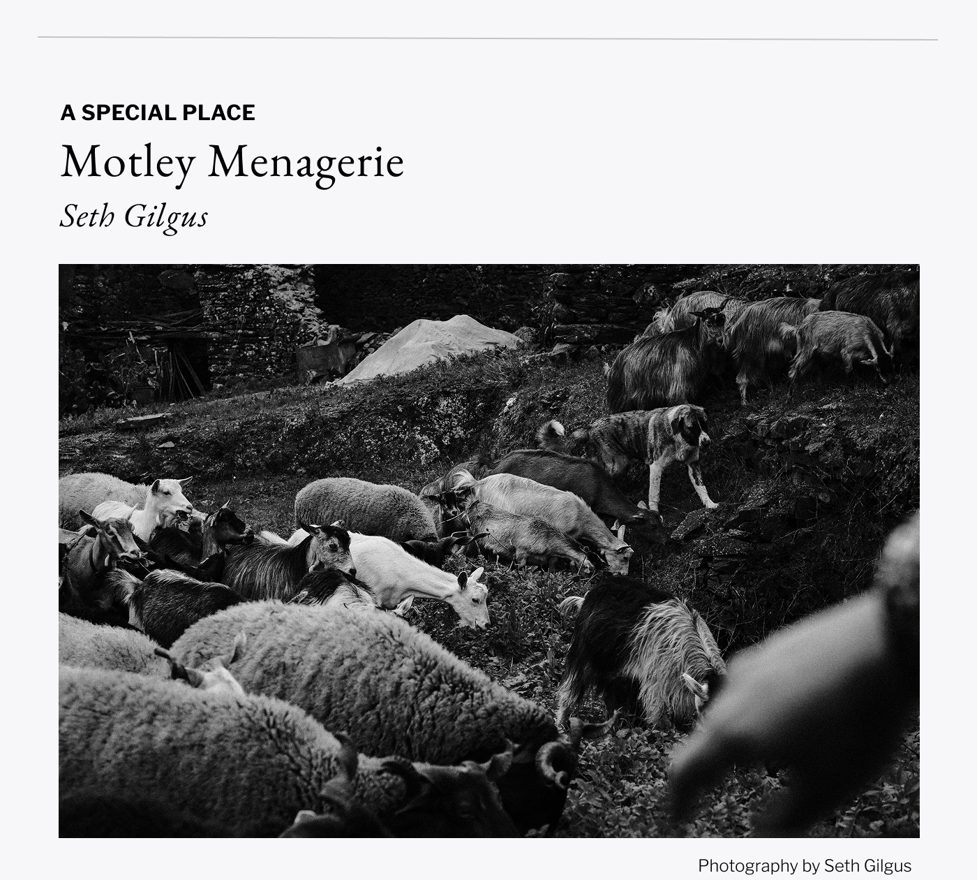 A Special Place - Motley Menagerie