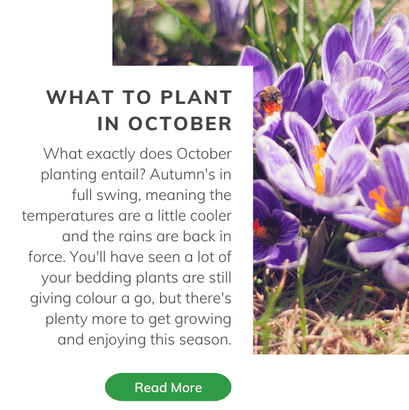 What to plant October 🌱 Primrose