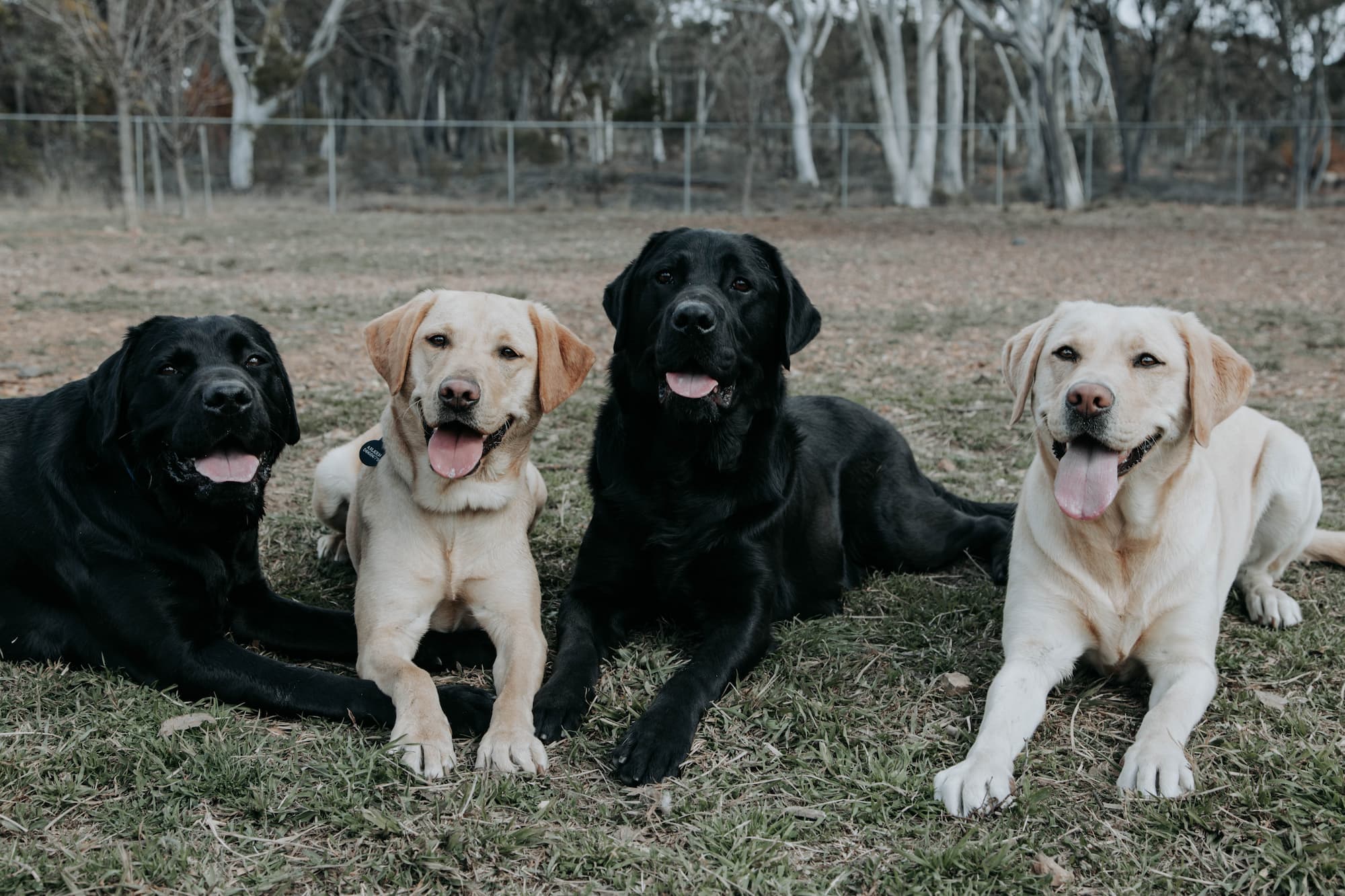 Franklin, Aileen, Willis & Jacinda