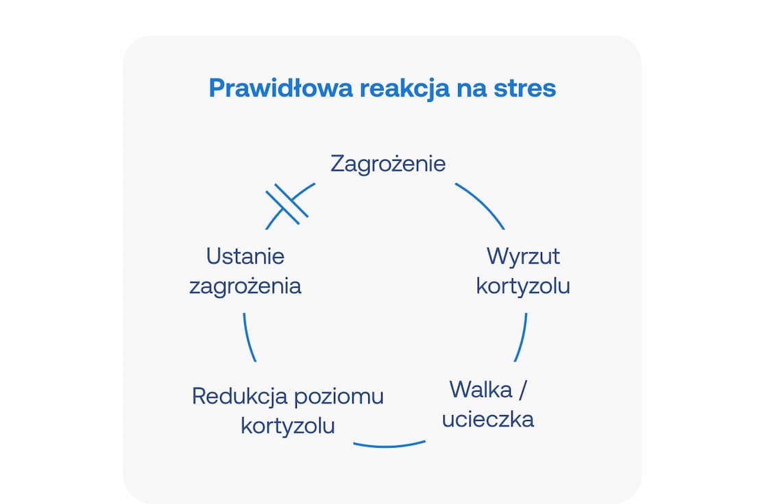 Schemat kołowy obrazujący "Prawidłową reakcję na stres". Proces przebiega od Zagrożenia przez Wyrzut kortyzolu i Walkę/ucieczkę, kończąc się Redukcją poziomu kortyzolu i Ustaniem zagrożenia (przerwanie pętli).