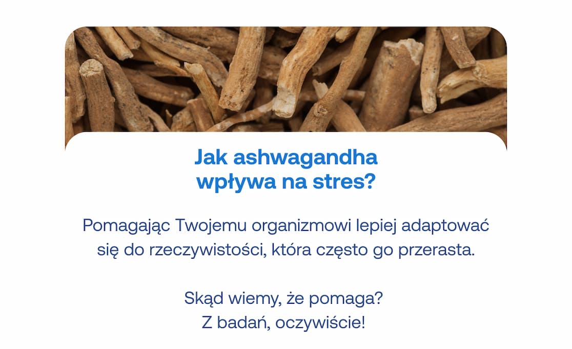 Zdjęcie suszonego korzenia ashwagandhy oraz tekst: "Jak ashwagandha wpływa na stres? Pomagając Twojemu organizmowi lepiej adaptować się do rzeczywistości". Informacja o potwierdzeniu działania badaniami.