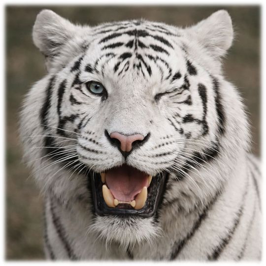 TAJATI® Tiger